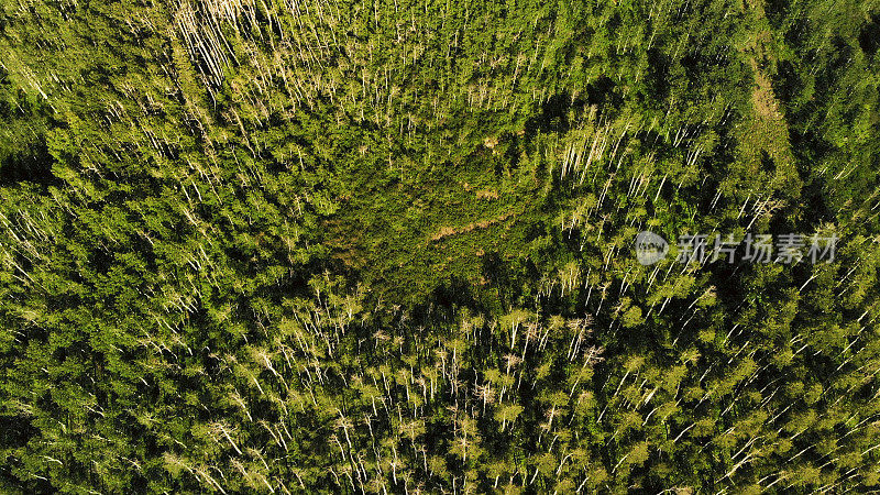 Breezy Sunny Summer Day Aerial and Landscapes of Grand Mesa National Forest